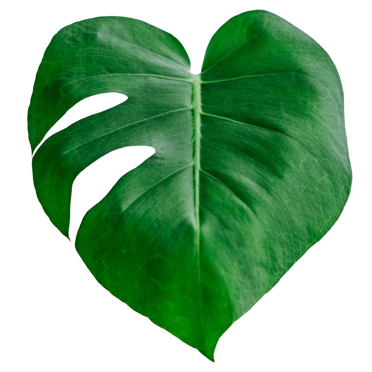Monstera Heart Pin