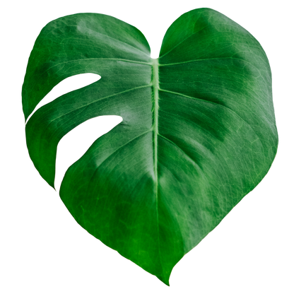 Monstera Heart Pin